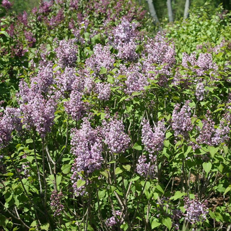 Wentworth Nursery - Syringa Baby Kim Lilac 3G