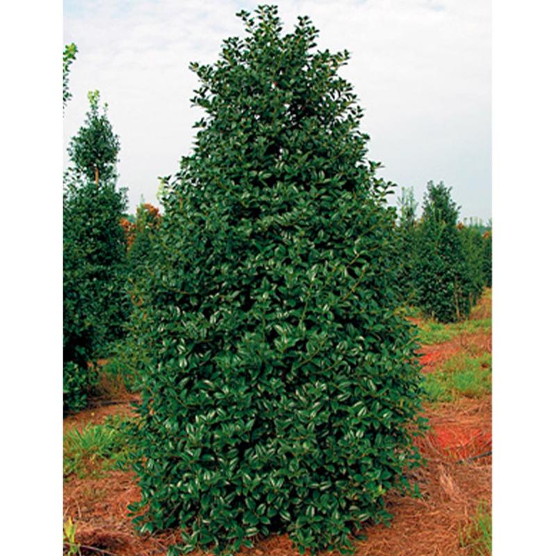 Wentworth Nursery Ilex Christmas Jewel Holly 15G