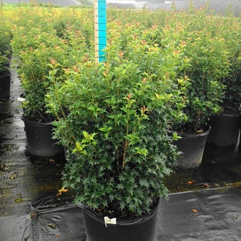 Wentworth Nursery - Osmanthus Gulftide 3G