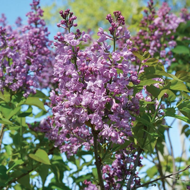 Wentworth Nursery - Syringa Baby Kim Lilac 3G