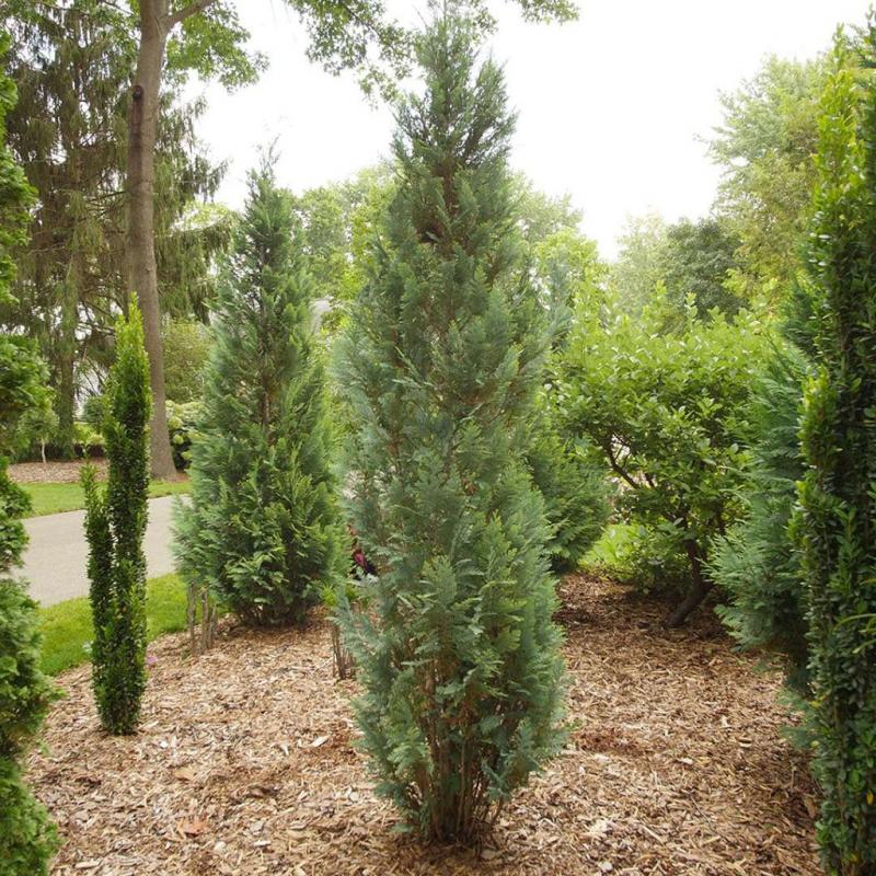 Wentworth Nursery - Cham Lawson's Blue Cypress